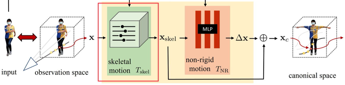 Skeletal Motion